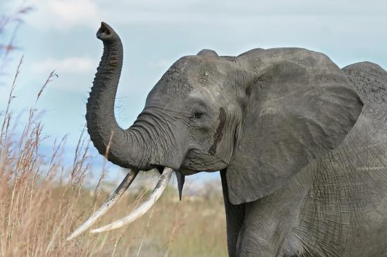 ivoor olifant veilinghuis