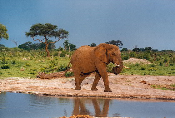 Olifant Zimbabwe - vergiftigen olifanten