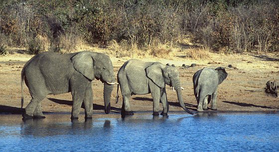 Olifanten Zimbabwe - stroper vertrapt