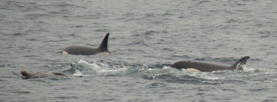 orka valt dolfijn aan