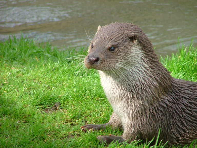 Europese otter.