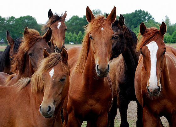 Paarden - paardensector bestialiteit paardenvlees