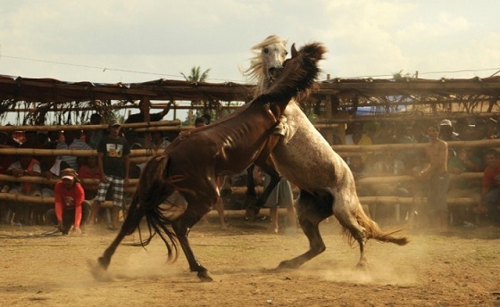 Paardengevecht Filipijnen