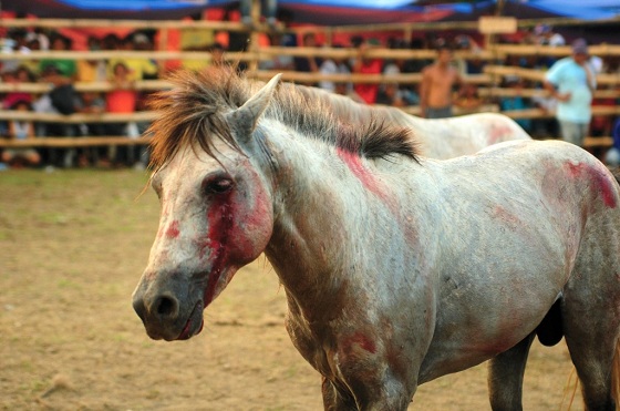 paardengevechten Filipijnen
