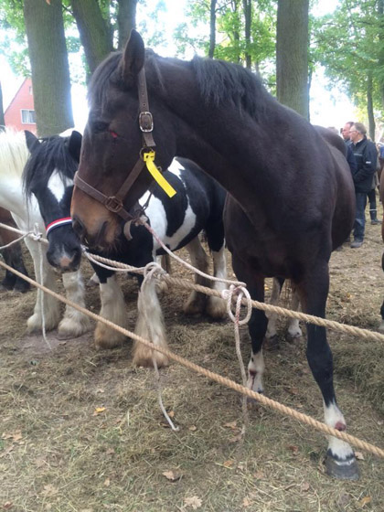 Sommige paarden hebben verwondingen en gezwollen gewrichten | Foto: PiepVandaag