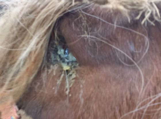 Paard met ernstig ontstoken oog | Foto: Kirby