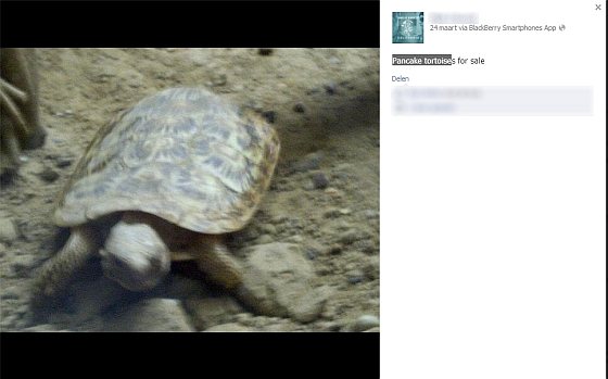 Pancake tortoise - dierenhandelaar