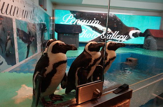 Pinguïns Japan - Bar met levende pinguïns