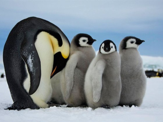 Wereld-Pinguïn-Dag - Pinguïns