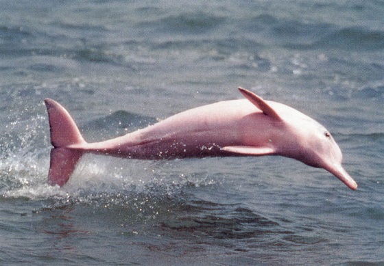 roze dolfijnen