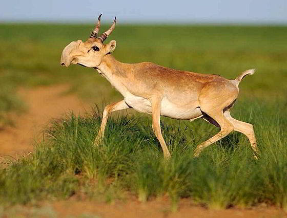 saiga-antilope