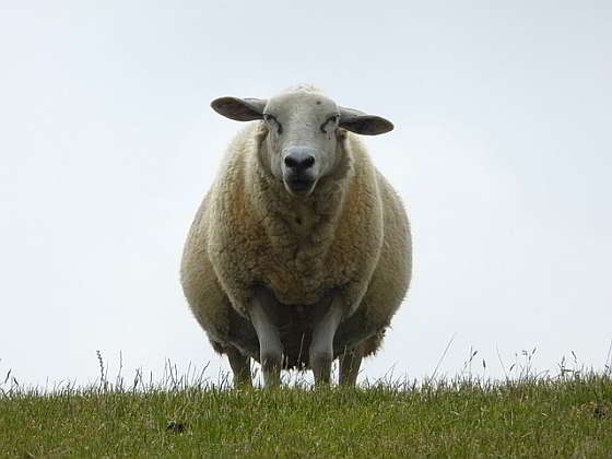 Schaap - omgevallen schapen