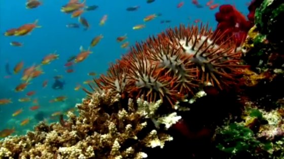 koraalriffen
