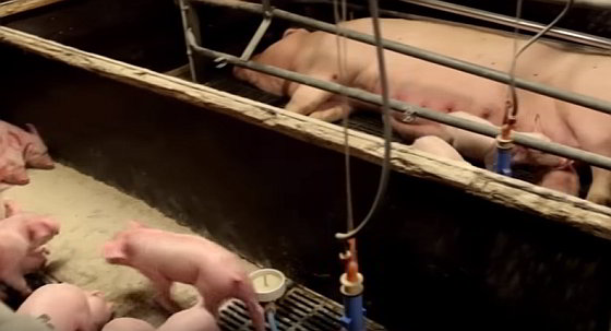 Screenshot video - britse varkenshouderij
