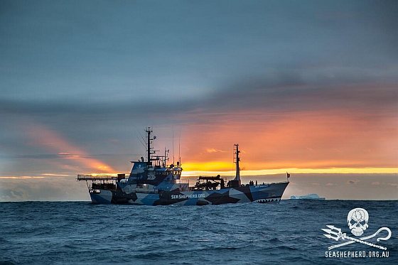Sea Shepherd - Bob Barker aangevallen