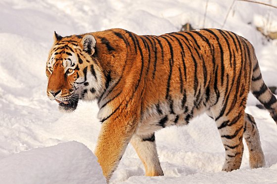 Siberische tijger