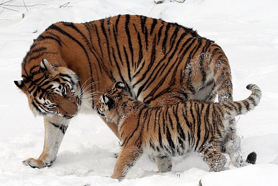 Siberische tijger met jong