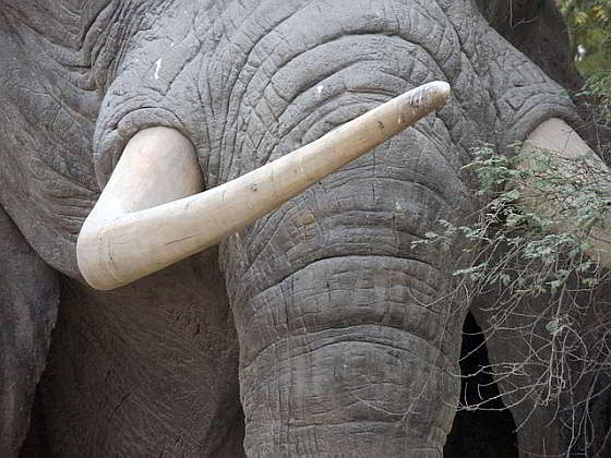 Slagtanden - bloed-ivoor