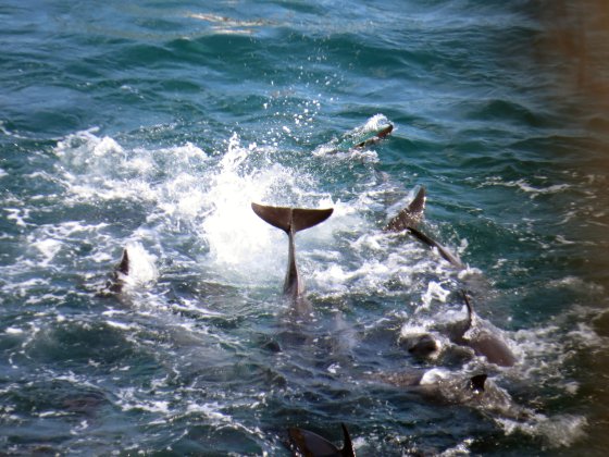 dolfijnenslachting