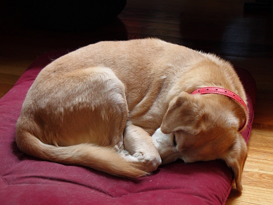 Slapende hond - dieren - een veilig thuis
