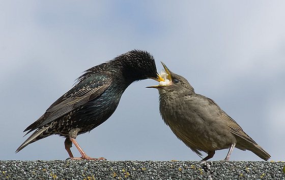 Spreeuw voedt jong vogels