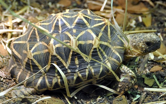 zeldzame schildpadden