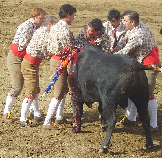 Stierenvechten Portugal