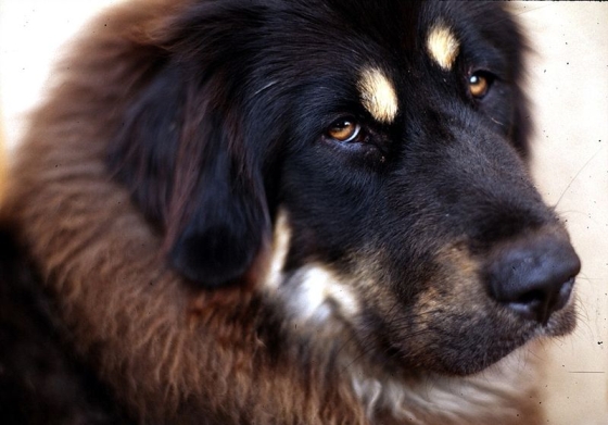 tibetaanse mastiff hond