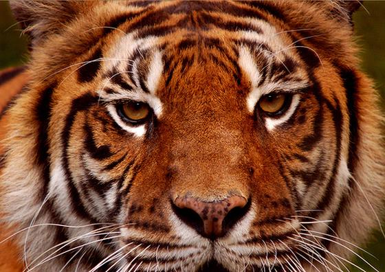 Tijger - tijgers als huisdier