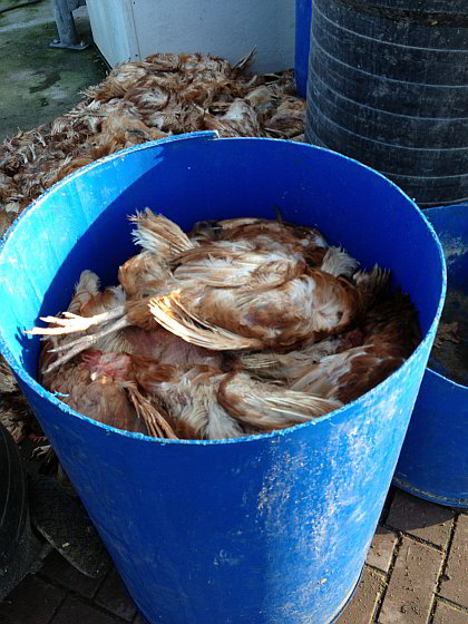 Dode kippen - Kippenvangen
