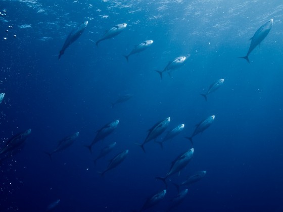 Tonijn - tonijnvangst