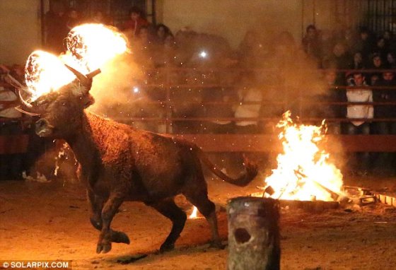 Toro júbilo - De dertien meest verschrikkelijke festivals