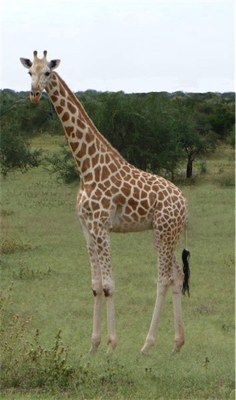 Tsjaadgiraf - Giraf met uitsterven bedreigd