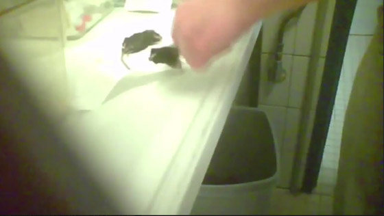 Muisjes en ratten worden onthoofd | Foto: video still Gaia