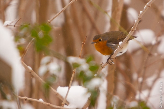 vogel in sneeuw