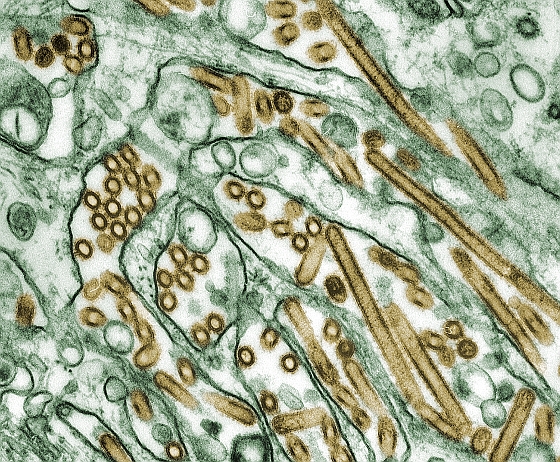 Vogelgriep ofwel H5N1 virus