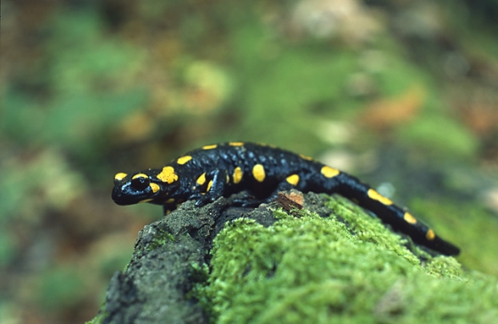 salamanderkiller