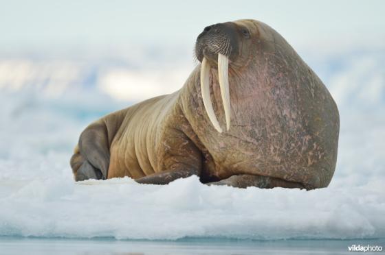 walrussen gedood