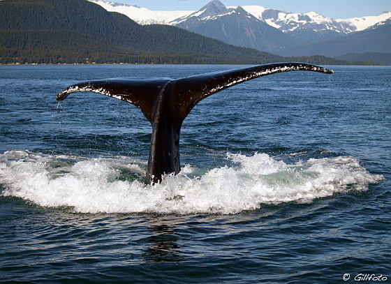 Hoge sterfte walvissen Golf van Alaska