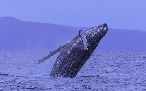 gerechtshof stress walvis