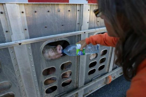 aangeklaagd - dorstige varkens