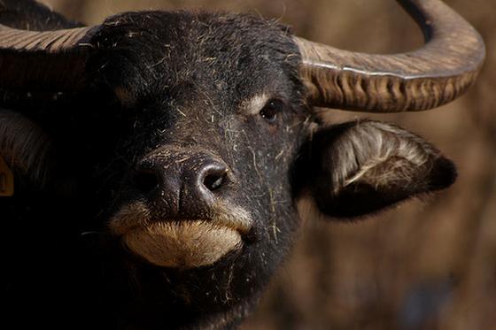 Waterbuffel - De dertien meest verschrikkelijke festivals
