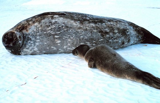 Weddellzeehond met pup - Zeehondenpups hebben meest volwassen brein