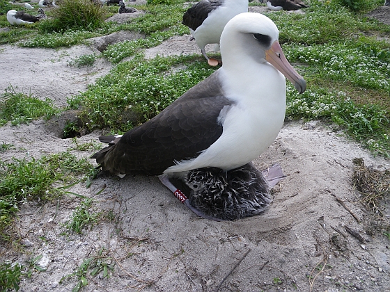 Wisdom-albatros