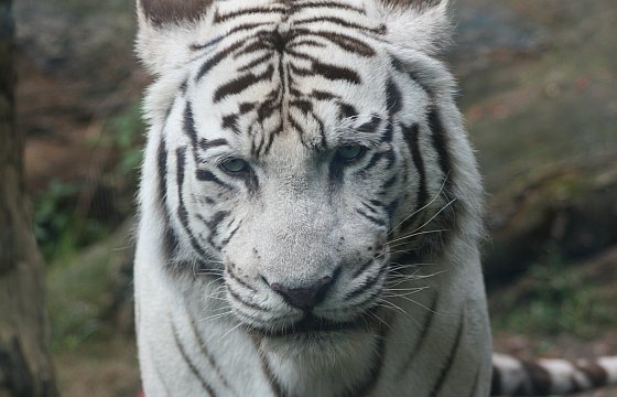 Ziektecijfers Knikken Overeenstemming Hoe de witte tijger aan zijn bijzondere vacht komt… - Animals Today