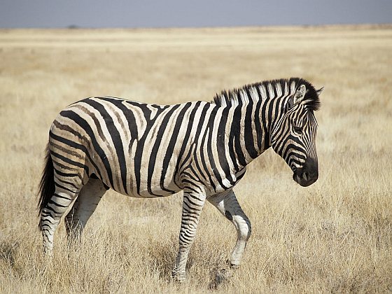 Zebra - migratie
