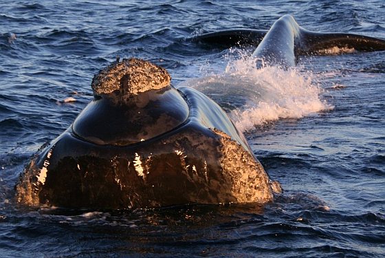Zuidkaper - Verwarring om dode walvissen