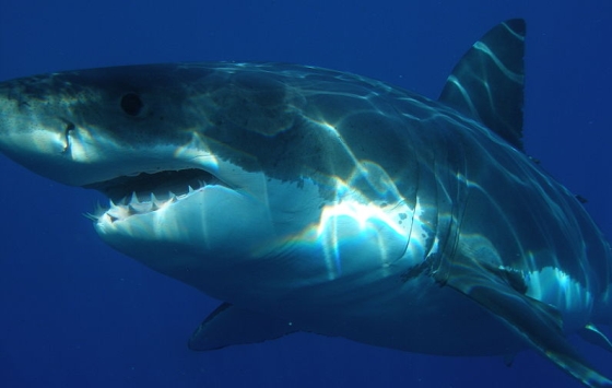 Witte haai - West-Australië